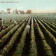 Illustration for article titled Photos of Orange County, Calif., When Oranges Actually Grew There